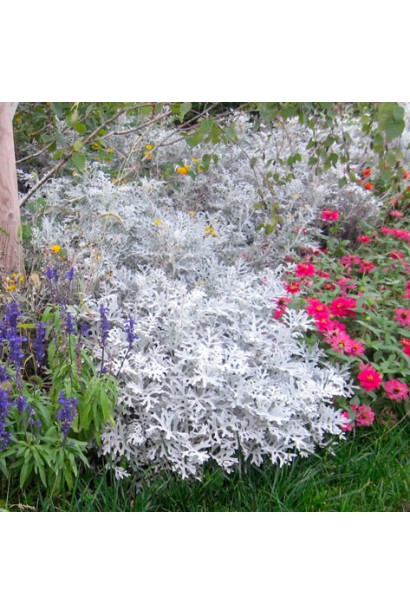 Cineraria maritima з оксамитовим срібним листям у садовому дизайні